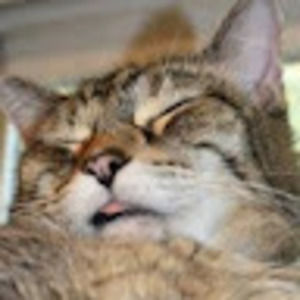 Meet your Posher, Maddox